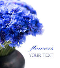 Sticker - Cornflowers. Wild blue flowers bunch isolated on white