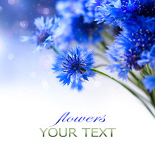 Cornflowers. Wild Blue Flowers Blooming. Border Art Design