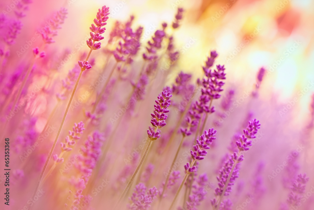 Lavender in flower garden - obrazy, fototapety, plakaty 