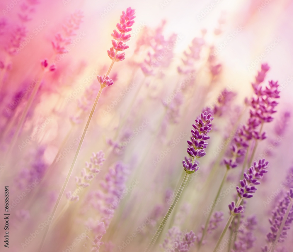 Beautiful lavender in flower garden - obrazy, fototapety, plakaty 