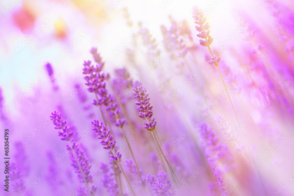Beautiful, beautiful lavender - obrazy, fototapety, plakaty 