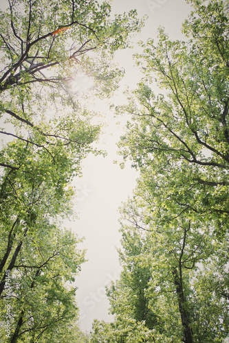 Nowoczesny obraz na płótnie Treetops framing