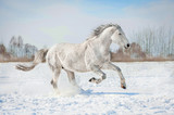 Fototapeta Konie - Grey horse running in winter