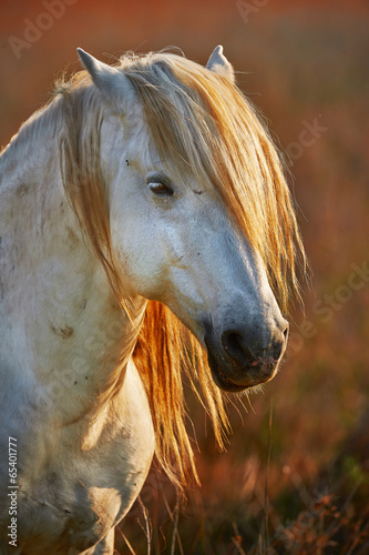 Fototapeta dla dzieci Portrait of a white horse of Camargue in backlight at the sunset