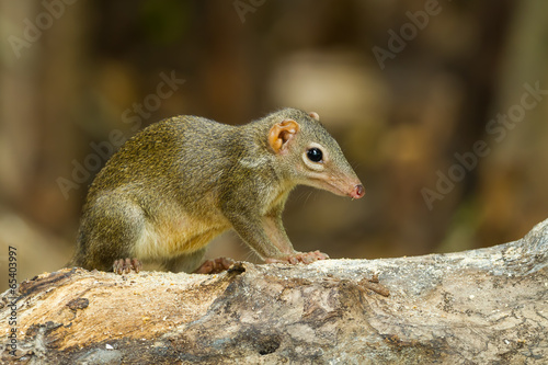 Fotografie, Obraz Common treeshrew or Southern treeshrew (Tupaia glis)