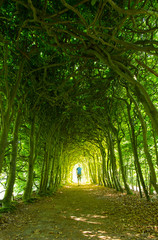 Wall Mural - man walking in a green tunnel of trees