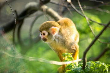 squirrel monkey