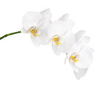 Fototapeta Storczyk - Orchid isolated on white background.