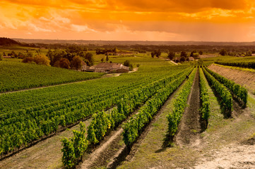  Vineyard Sunrise-Vineyards of Saint Emilion, Bordeaux Vineyards