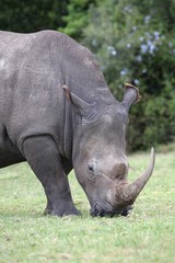 Wall Mural - large white rhino