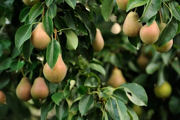 Canvas Print - Pears Growing on Pear Tree