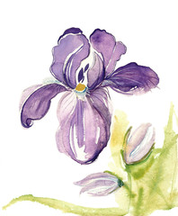 Wall Mural - Iris flower