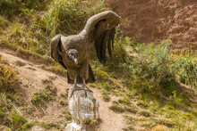 Andean Condor Spreading Wings