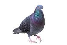 Isolated Male Feral Pigeon