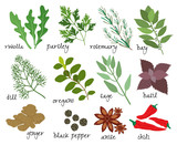 vector herbs and spices