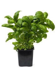Wall Mural - basil herb on white