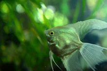 Fresh Water Angel Fish - Pterophyllum Scalare