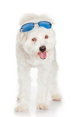 Sticker - White dog with  blue sunglasses