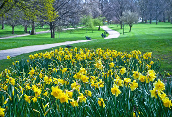 Blooming daffodils in St Green Park in London