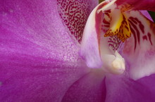 Macro Of Pink Orchid Flower