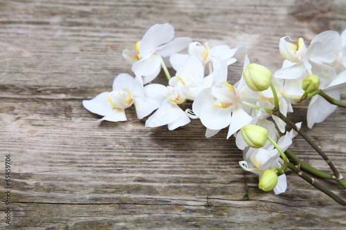 Obraz w ramie Biała Orchidea 