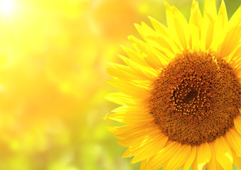 Poster - Bright yellow sunflower