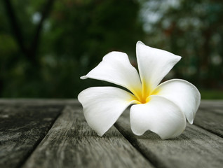 Tropical flowers frangipani on wood