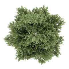 Wall Mural - top view of silver birch tree isolated on white background