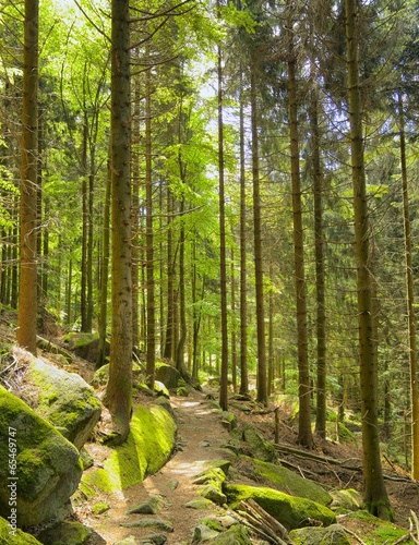 Nowoczesny obraz na płótnie Black Forest Hiking Trail 01