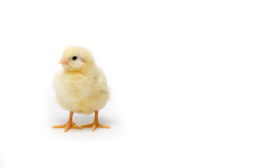 Little chicken isolated on white background