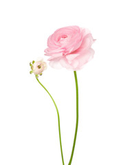 Ranunculus isolated on white.