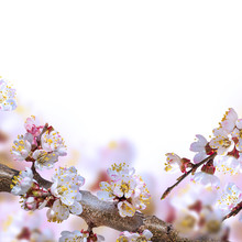 Apricot Flowers In Spring, Floral Background