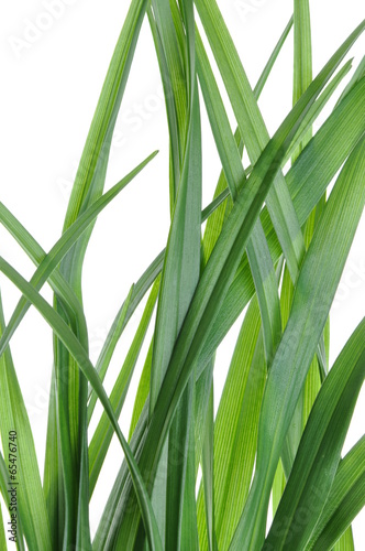 Naklejka na szafę Green leaves of lily flower on white background