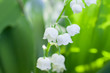 lily-of-the-valley flowers