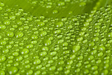 Water Drops On Green Plant Leaf