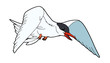 Cartoon animal - tern - flat coloring style
