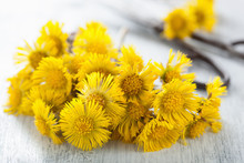 Coltsfoot Flowers And Scissors