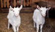 Two little goatlings