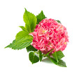 pink hortensia blossom. fresh hydrangea flower