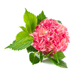 Poster - pink hortensia blossom. fresh hydrangea flower