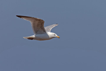 Larus argentatus - Goéland argenté -  European Herring Gull