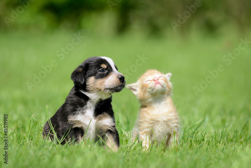 Plakat na zamówienie Hund Katze Freunde