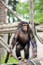 Chimpanzee In Zoo