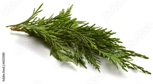 Fotomural Cupressus sempervirens Italiaanse cipres