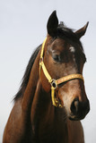 Fototapeta Konie - Head-shot of a chestnut horse.