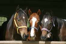 Nice Thoroughbred Foals In Stable.