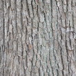 Bark of Elm  Seamless Tileable Texture