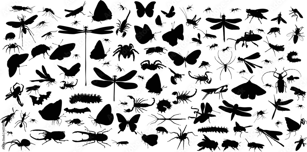 insects and spiders huge collection on white - obrazy, fototapety, plakaty 