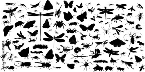 Cuadros en Lienzo insects and spiders huge collection on white