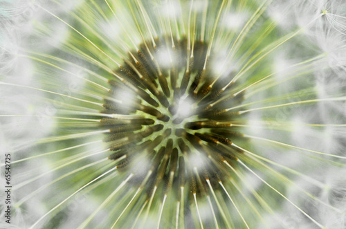 Fototapeta na wymiar verblühter Löwenzahn (Taraxacum officinale)